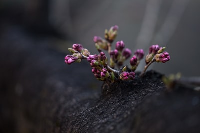 粉红色花朵的移轴镜头摄影

